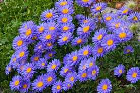 Aster alpinus 'Dark Beauty' (Havasi őszirózsa)