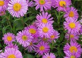 Aster alpinus 'Happy End' (Havasi őszirózsa)