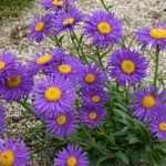 Aster alpinus 'Violet' (Havasi őszirózsa)