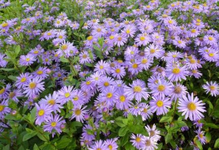 Aster × frikartii 'Jungfrau' (Őszirózsa)