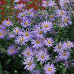 Aster × frikartii 'Wunder von Stäfa' (Őszirózsa)