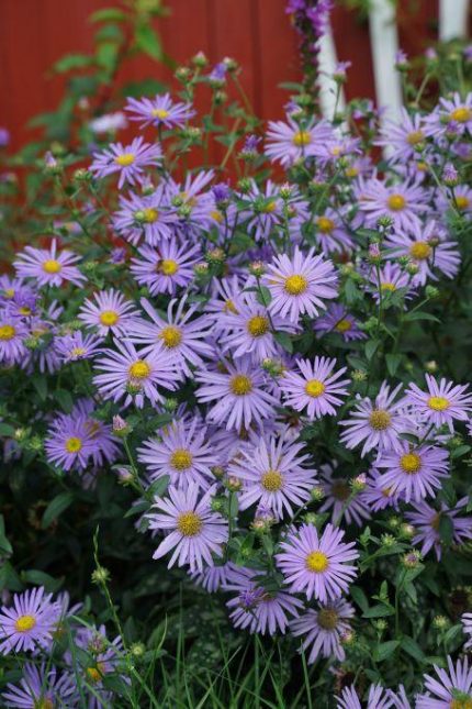 Aster × frikartii 'Wunder von Stäfa' (Őszirózsa)