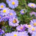 Aster thomsonii 'Nana' (Őszirózsa)