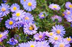 Aster thomsonii 'Nana' (Őszirózsa)