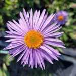 Aster tongolensis 'Napsbury' (Korai őszirózsa)