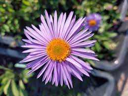 Aster tongolensis 'Napsbury' (Korai őszirózsa)