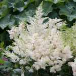 Astilbe × arendsii 'Astary White' (Kerti tollbuga)