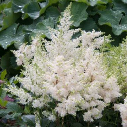 Astilbe × arendsii 'Astary White' (Kerti tollbuga)