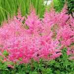 Astilbe × arendsii 'Cattleya'  (Kerti tollbuga)