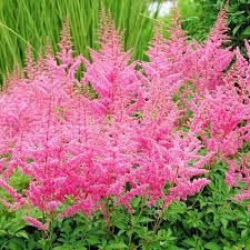 Astilbe × arendsii 'Cattleya'  (Kerti tollbuga)