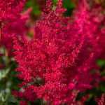 Astilbe × arendsii 'Paul Gaarder' (Kerti tollbuga)