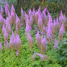 Astilbe chinensis 'Purpurkerze' (Kínai tollbuga)