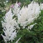 Astilbe japonica 'Deutschland' (Japán tollbuga)