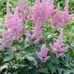 Astilbe japonica 'Mainz' (Japán tollbuga)