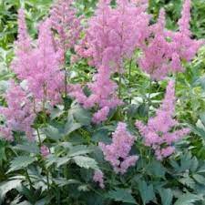 Astilbe japonica 'Mainz' (Japán tollbuga)