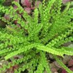 Athyrium filix-femina Frizelliae - Hölgypáfrány
