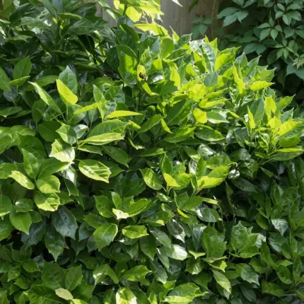 Aucuba japonica 'Rozannie' - Japán babérsom