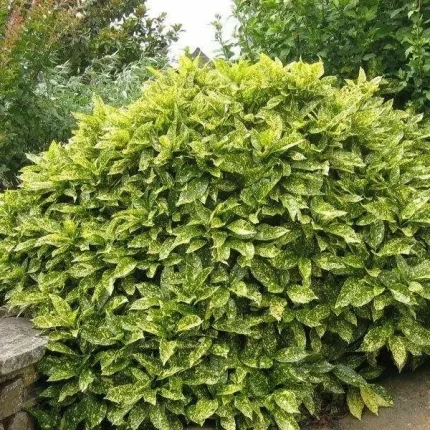 Aucuba japonica ‘Variegata’ – japán babérsom