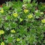 Azorella trifurcata 'Nana' (Háromcsúcsú ernyőspárna)