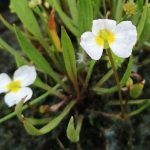 Baldelia ranunculoides - Bogláros kishídőr - Kerti tavi növény