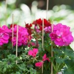 Bambusz növénytámasz natúr 30cm átm.3-3