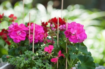 Bambusz növénytámasz natúr 30cm átm.3-3