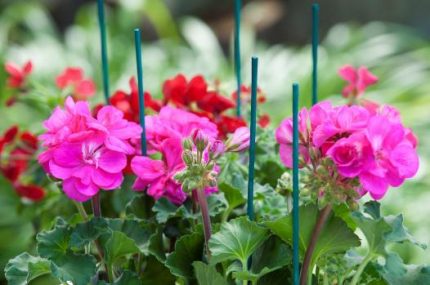 Bambusz növénytámasz zöld 50cm átm.4-4