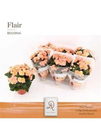Begonia DU HAILEY SUNSET