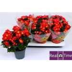 Begonia EN VALENTIN PINK