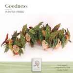 Begonia MACULATA SPOTLIGHT DARK