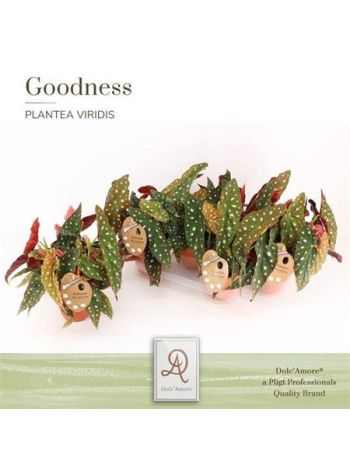 Begonia MACULATA SPOTLIGHT DARK