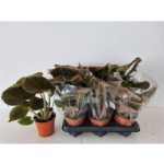 Begonia MASONIANA BRONZ