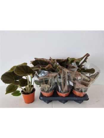 Begonia MASONIANA BRONZ