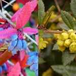 Berberis julianae - Júlia borbolya