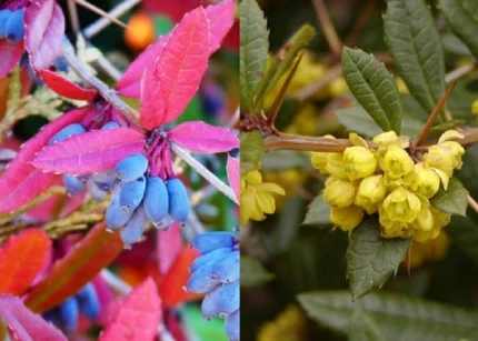Berberis julianae - Júlia borbolya