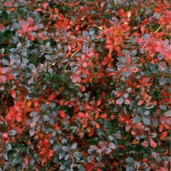 Berberis x media 'Red Jewel' - Örökzöld