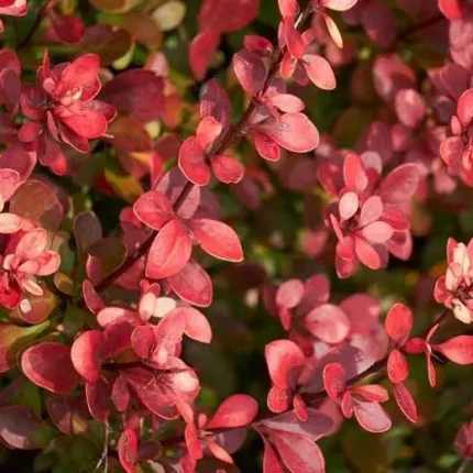 Berberis thunbergii 'Atropurpurea' - Japán vérborbolya