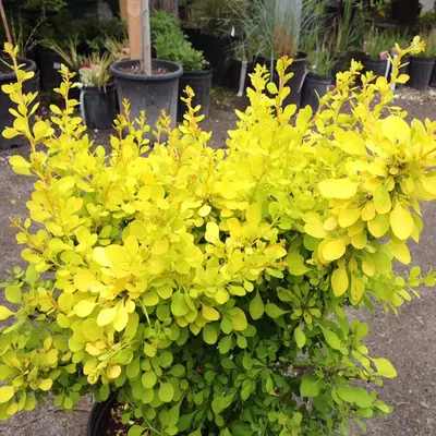 Berberis thunbergii 'Aurea' - Sárga levelű törpe borbolya
