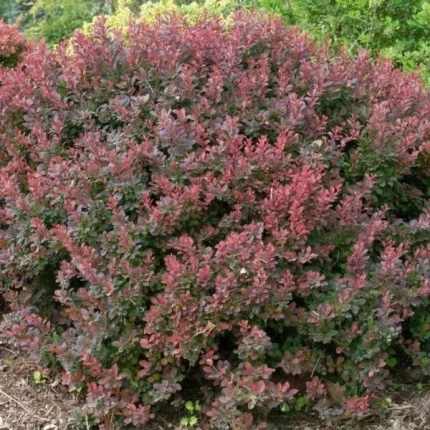 Berberis thunbergii 'Bagatelle' - Bordó törpe borbolya