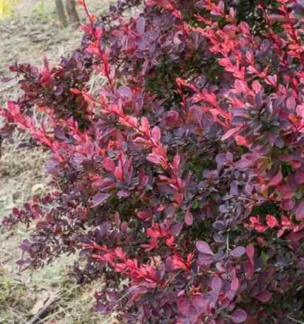 Berberis thunbergii 'Carmen' - Bordó levelű borbolya