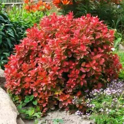 Berberis thunbergii 'Coral' -
