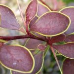 Berberis thunbergii Coronita