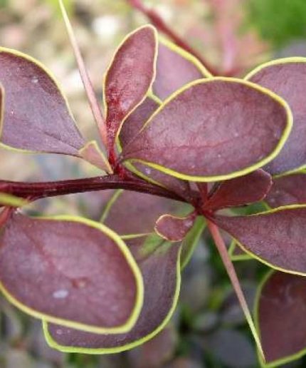 Berberis thunbergii Coronita
