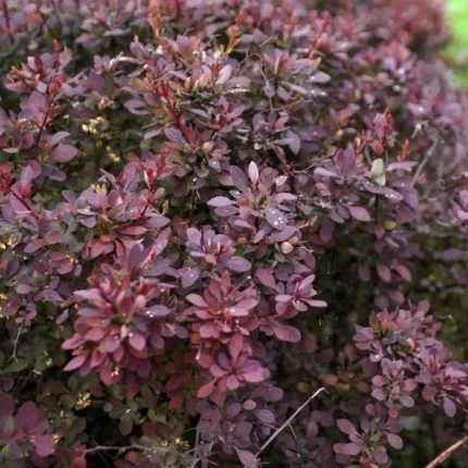 Berberis thunbergii 'Dart's Purple' - Bordó levelű borbolya