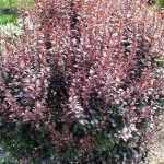 Berberis thunbergii 'Dart's Red Lady' -