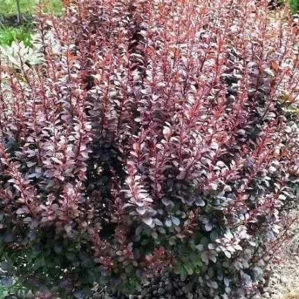 Berberis thunbergii 'Dart's Red Lady' -
