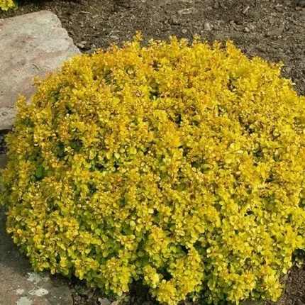 Berberis thunbergii 'Goldalita' - Sárga levelű törpe gömb borbolya