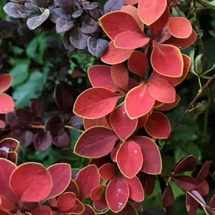 Berberis thunbergii 'Golden Ring' - Sárga levélszegélyű bordó borbolya