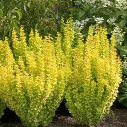 Berberis thunbergii 'Golden Torch'® -