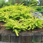 Berberis thunbergii 'Green Carpet'